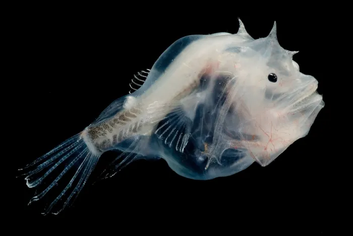 Framed Print : Phantom Anglerfish Framed Print : Phantom Anglerfish