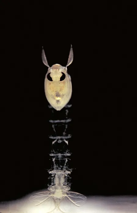Framed Print : Phantom Midge Pupa Framed Print : Phantom Midge Pupa