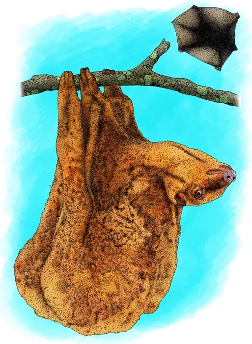 Framed Print : Philippine Flying Lemur Framed Print : Philippine Flying Lemur