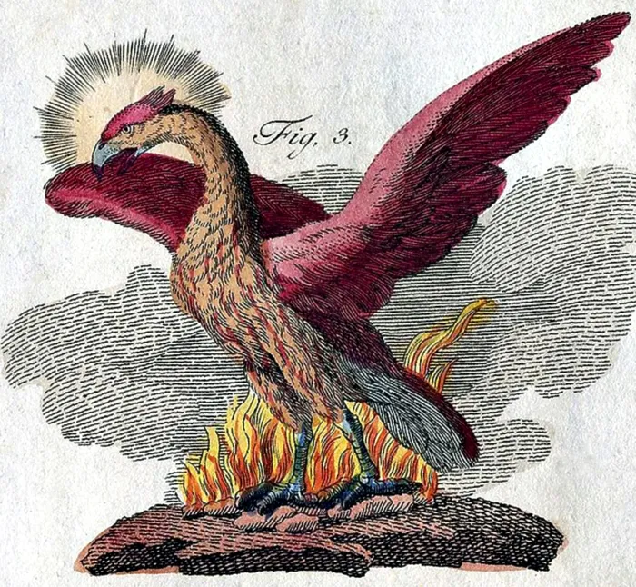 Framed Print : Phoenix, Legendary Creature Framed Print : Phoenix, Legendary Creature