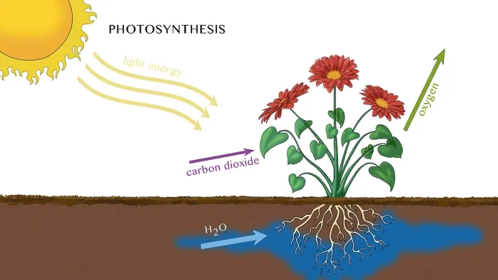 Framed Print : Photosynthesis, Illustration