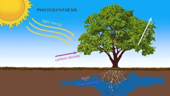 Framed Print : Photosynthesis, Illustration