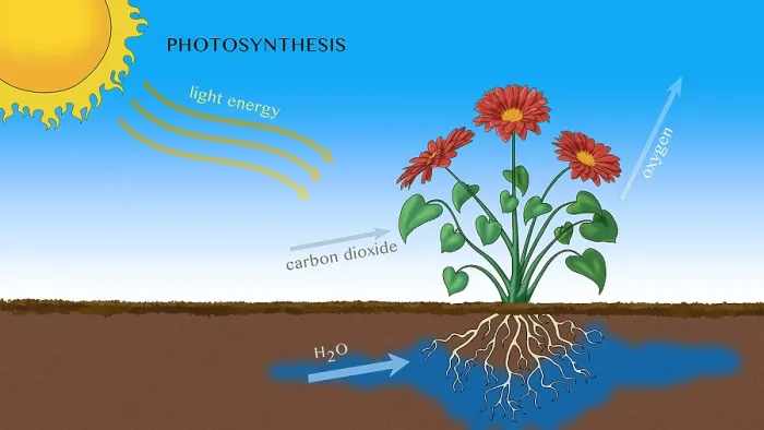 Framed Print : Photosynthesis, Illustration