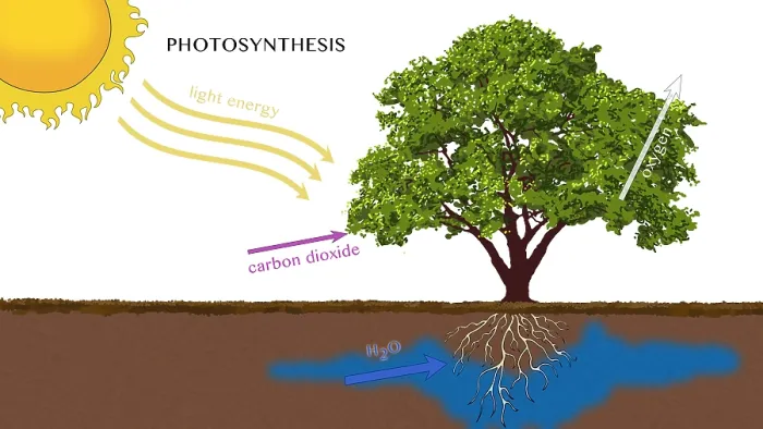 Framed Print : Photosynthesis, Illustration