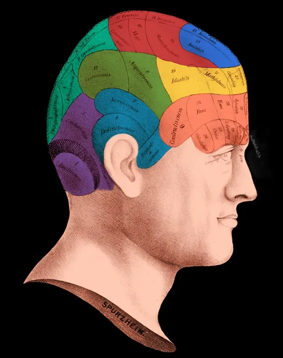 Framed Print : Phrenology