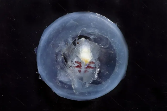 Framed Print : Phronima. This species of Phronima, an amphipod crustacean, has hollowed out Framed Print : Phronima. This species of Phronima, an amphipod crustacean, has hollowed out