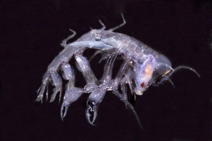 Framed Print : Phronima. This species of Phronima, an amphipod crustacean, hollows out Framed Print : Phronima. This species of Phronima, an amphipod crustacean, hollows out