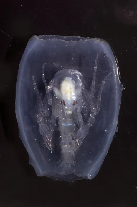 Framed Print : Phronima. This species of Phronima, an amphipod crustacean, has hollowed out Framed Print : Phronima. This species of Phronima, an amphipod crustacean, has hollowed out