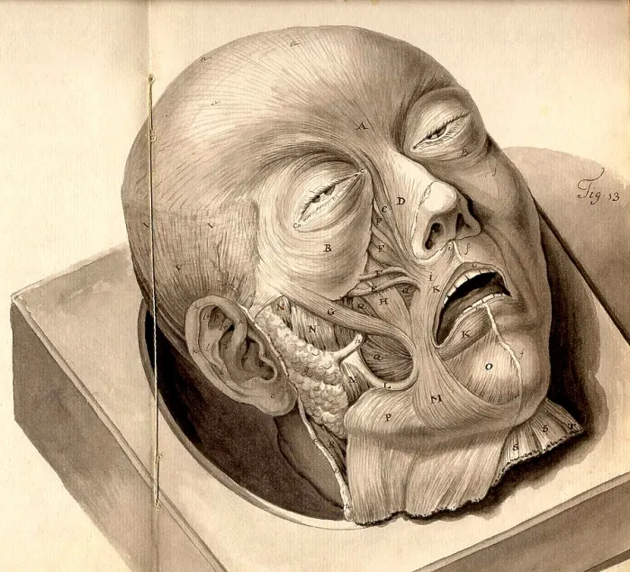 Framed Print : Physiognomical Illustration of Human Head Framed Print : Physiognomical Illustration of Human Head