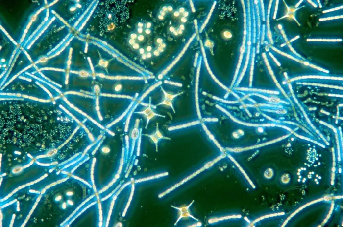 Framed Print : Phytoplankton Framed Print : Phytoplankton