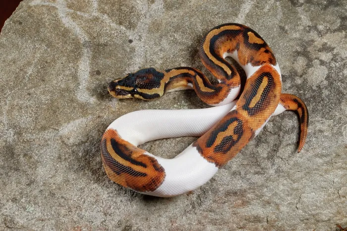Framed Print : Piebald Ball Python on Rock