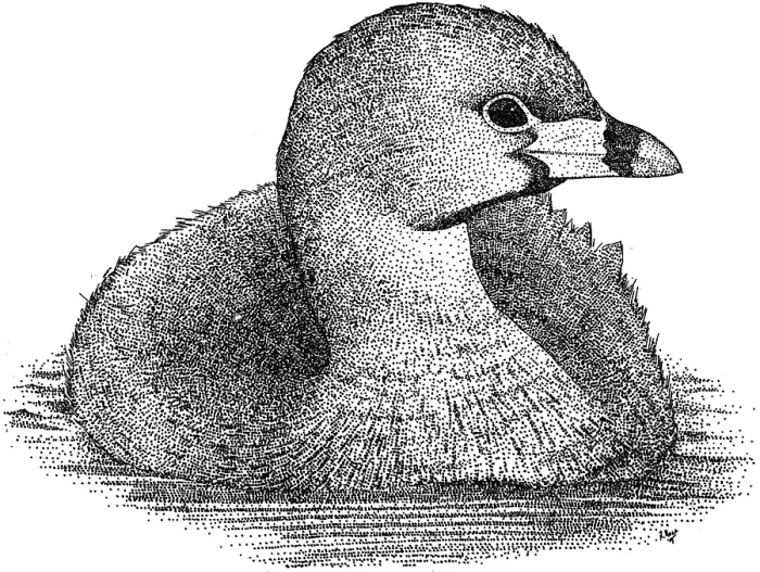 Framed Print : Pied Billed Grebe Framed Print : Pied Billed Grebe