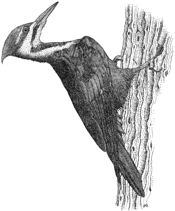 Framed Print : Pileated Woodpecker Framed Print : Pileated Woodpecker