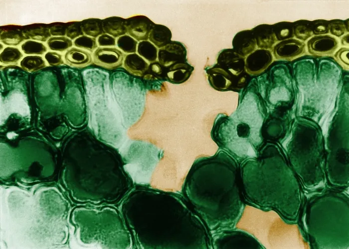Framed Print : Pine Leaf Cuticle and Epidermal Cells, light micrograph Framed Print : Pine Leaf Cuticle and Epidermal Cells, light micrograph
