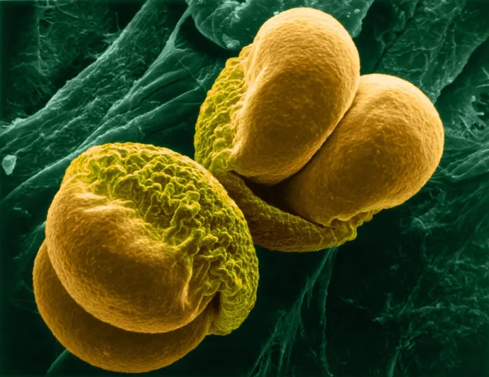 Framed Print : Pine Pollen, scanning electron micrograph Framed Print : Pine Pollen, scanning electron micrograph