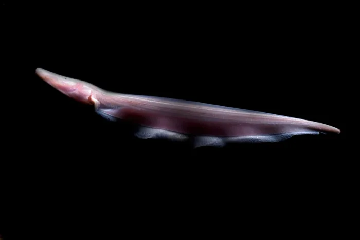 Framed Print : Pink Dolphin Knifefish Framed Print : Pink Dolphin Knifefish