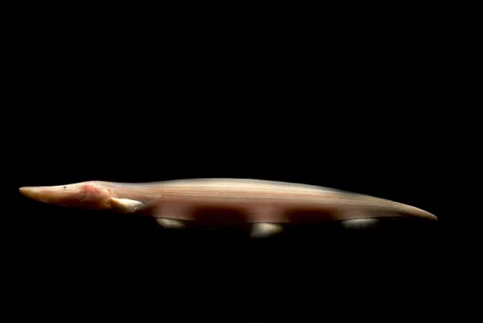 Framed Print : Pink Dolphin Knifefish