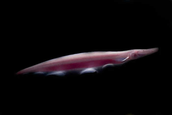Framed Print : Pink Dolphin Knifefish Framed Print : Pink Dolphin Knifefish