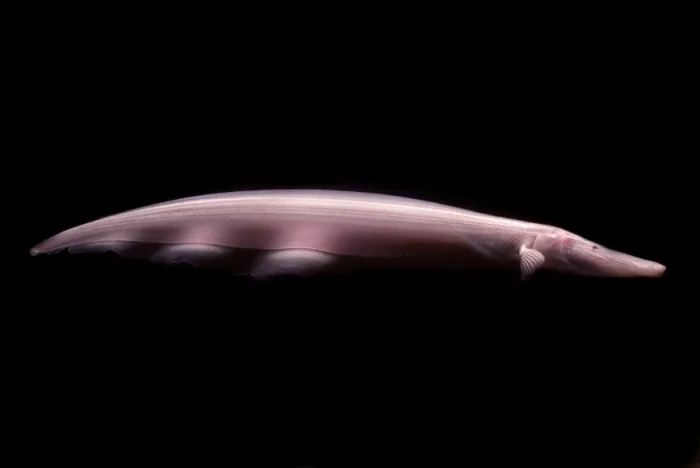 Framed Print : Pink Dolphin Knifefish Framed Print : Pink Dolphin Knifefish