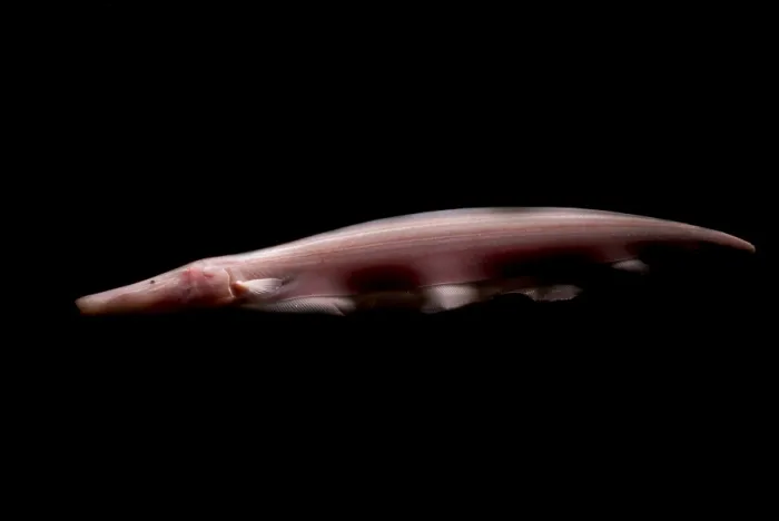 Framed Print : Pink Dolphin Knifefish Framed Print : Pink Dolphin Knifefish