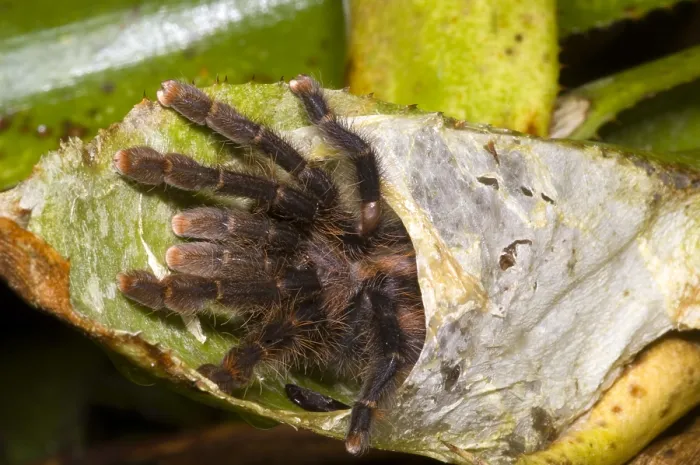 Framed Print : Pink Toe Tarantulas