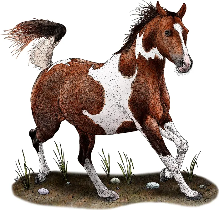 Framed Print : Pinto Horse Framed Print : Pinto Horse