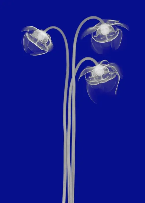 Framed Print : Pitcher Plant Flowers, X-ray Framed Print : Pitcher Plant Flowers, X-ray