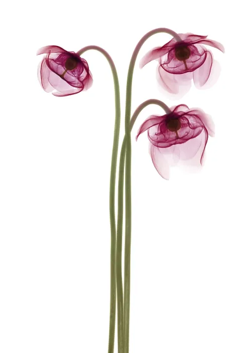 Framed Print : Pitcher Plant Flowers, X-ray Framed Print : Pitcher Plant Flowers, X-ray