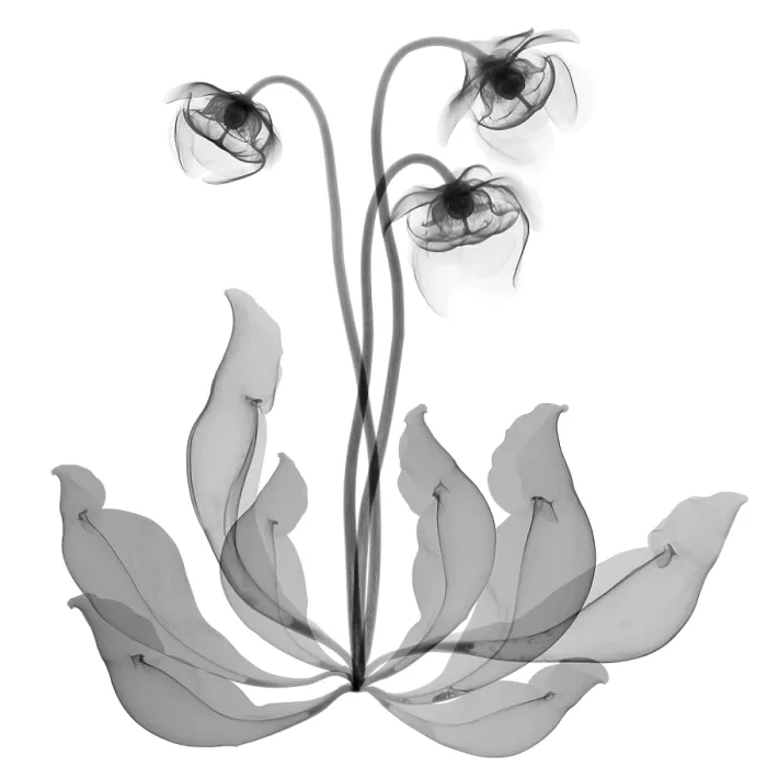Framed Print : Pitcher Plant Flowers, X-ray Framed Print : Pitcher Plant Flowers, X-ray