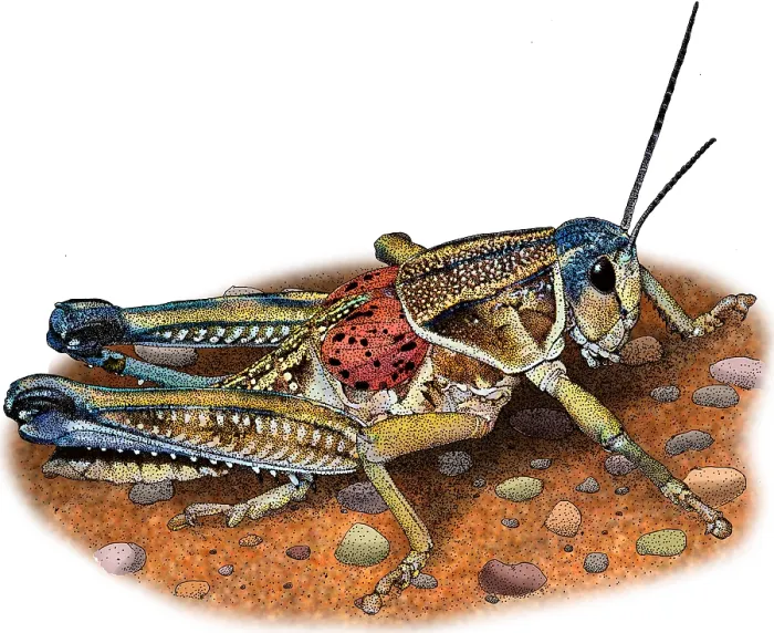 Framed Print : Plains lubber grasshopper Framed Print : Plains lubber grasshopper