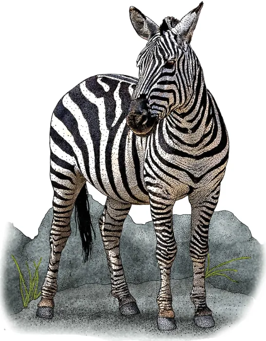Framed Print : Plains Zebra Framed Print : Plains Zebra