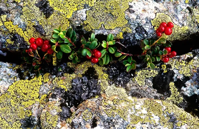 Framed Print : Plant growing through rocks