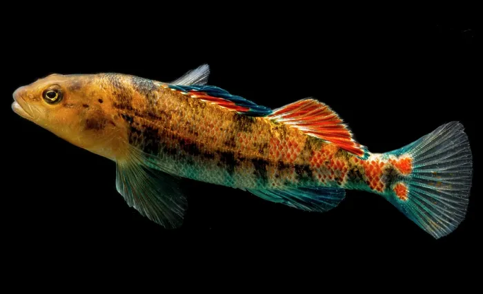 Framed Print : Plateau Orange-throat Darter (Etheostoma spectabile squamosum)