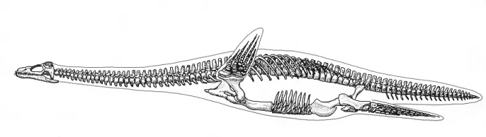 Framed Print : Plesiosauria Skeleton, Mesozoic Reptile Framed Print : Plesiosauria Skeleton, Mesozoic Reptile