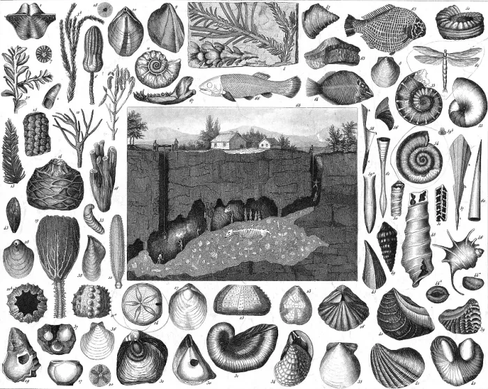 Framed Print : Pliocene Epoch, Marine Fossils Framed Print : Pliocene Epoch, Marine Fossils