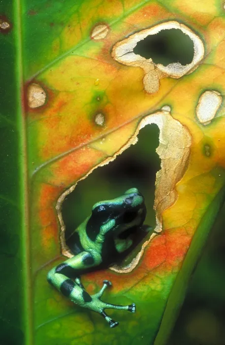 Framed Print : Poison arrow frog Framed Print : Poison arrow frog