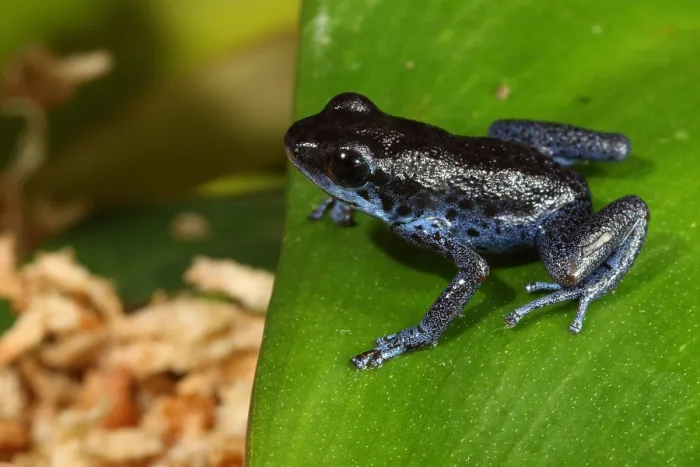 Framed Print : Poison Dart Frog (Oophaga pumilio) Framed Print : Poison Dart Frog (Oophaga pumilio)