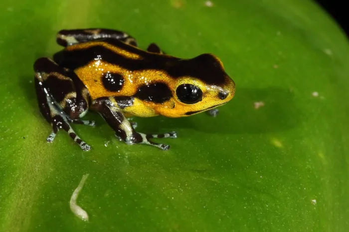 Framed Print : Poison Dart Frog (Oophaga pumilio) Framed Print : Poison Dart Frog (Oophaga pumilio)