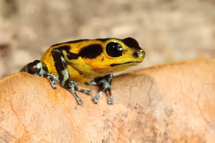 Framed Print : Poison Dart Frog (Oophaga pumilio) Framed Print : Poison Dart Frog (Oophaga pumilio)