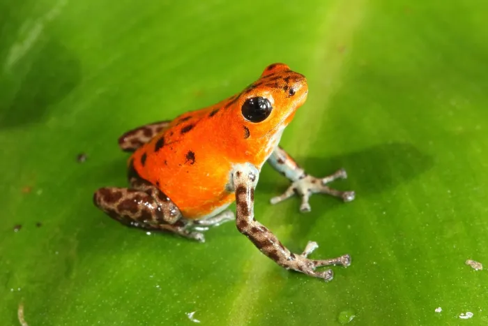Framed Print : Poison Dart Frog (Oophaga pumilio) Framed Print : Poison Dart Frog (Oophaga pumilio)
