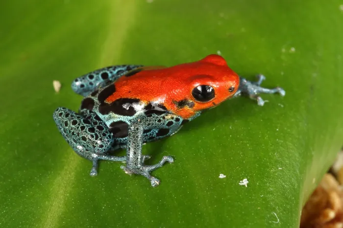 Framed Print : Poison Dart Frog (Ranitomeya amazonica)