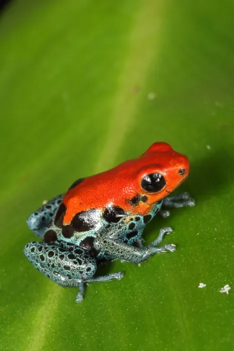 Framed Print : Poison Dart Frog (Ranitomeya amazonica) Framed Print : Poison Dart Frog (Ranitomeya amazonica)