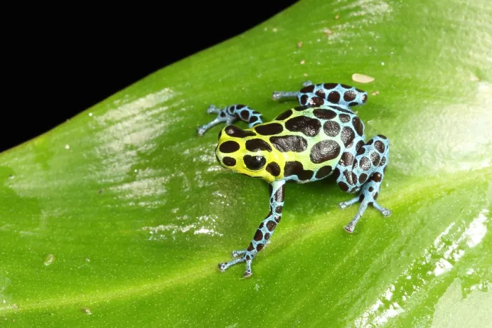 Framed Print : Poison Dart Frog (Ranitomeya variabilis)