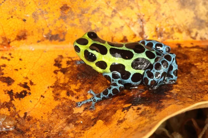 Framed Print : Poison Dart Frog (Ranitomeya variabilis) Framed Print : Poison Dart Frog (Ranitomeya variabilis)