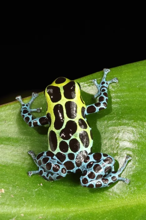 Framed Print : Poison Dart Frog (Ranitomeya variabilis)