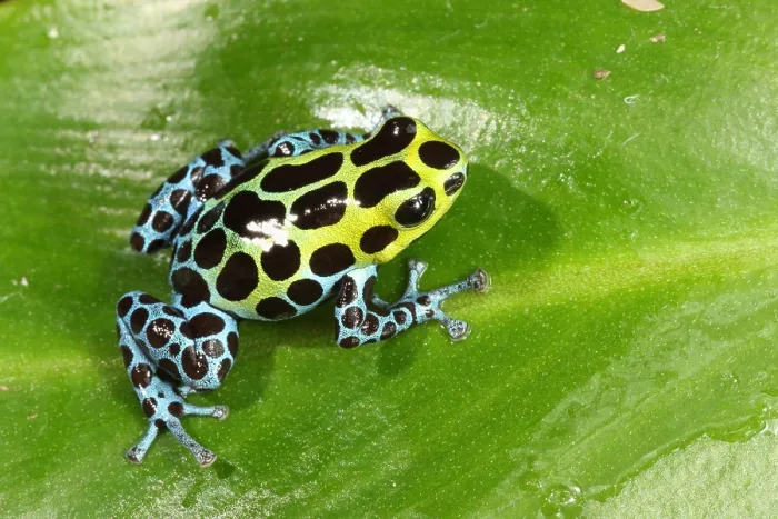 Framed Print : Poison Dart Frog (Ranitomeya variabilis) Framed Print : Poison Dart Frog (Ranitomeya variabilis)