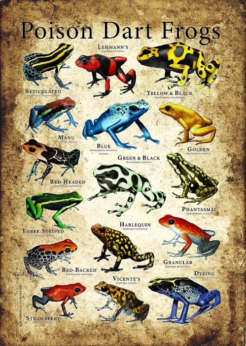Framed Print : Poison Dart Frogs