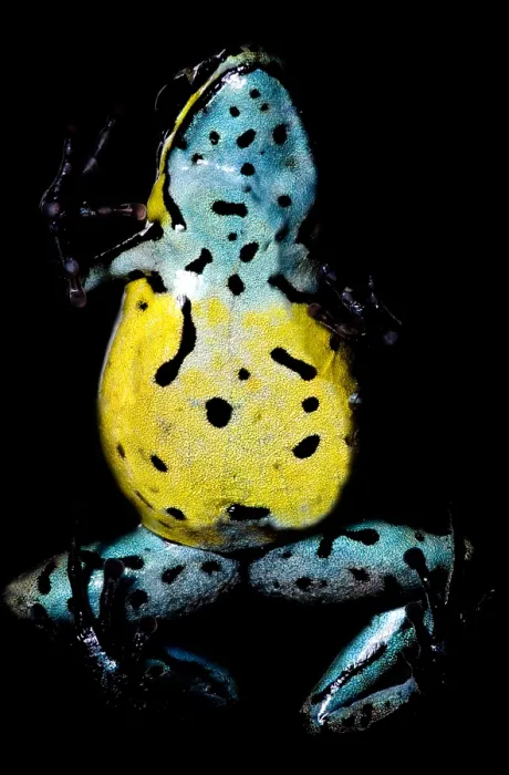 Framed Print : Poison Frog Framed Print : Poison Frog