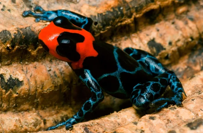 Framed Print : Poison Frog Framed Print : Poison Frog