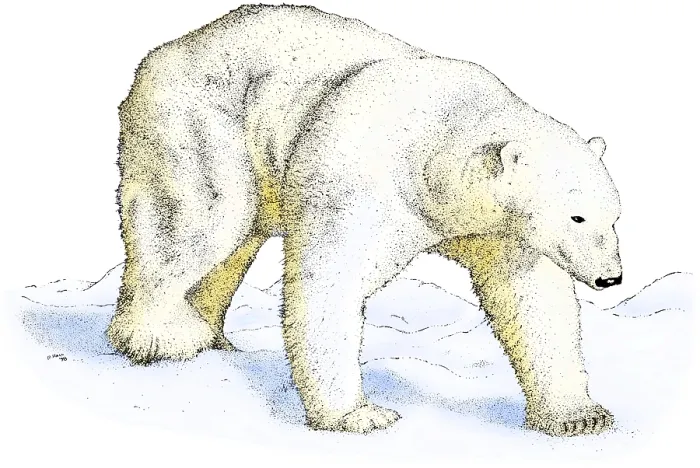 Framed Print : Polar Bear Framed Print : Polar Bear